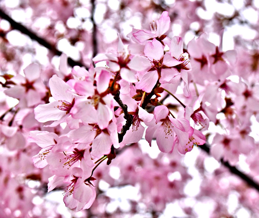 Cherry Blossoms, Edwards Gardens, Toronto, ON Snuffy Flickr