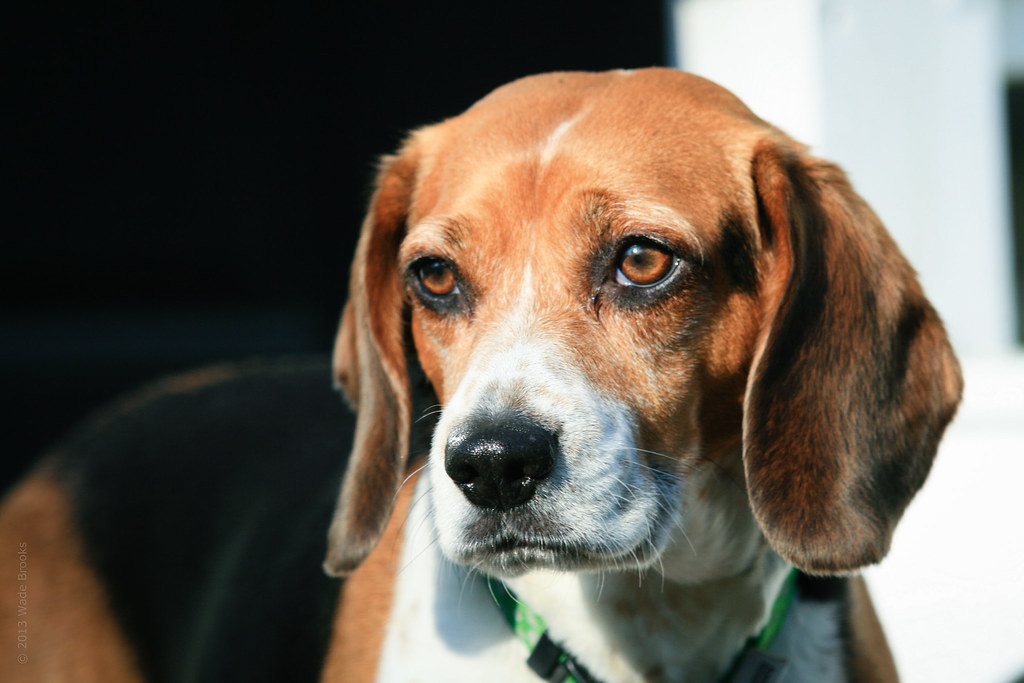 My Beagle She is ten years old and one of the smartest dog… Flickr