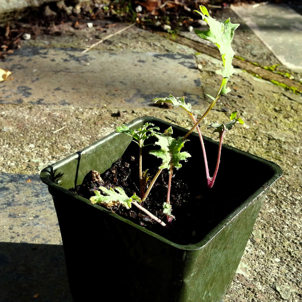 Red Russian kale start Moon Rabbit Urban Farm Flickr
