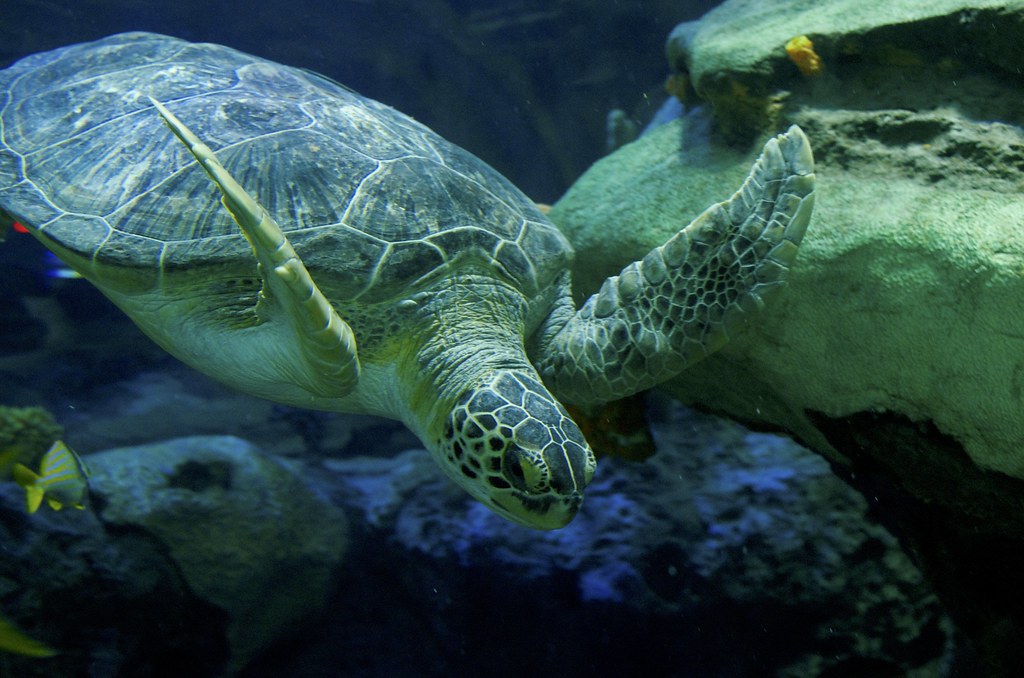 Sea Turtle Ripley’s Aquarium of Canada City.and.Color