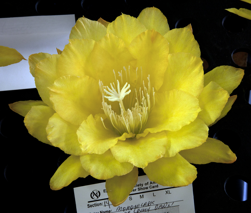 Epiphyllum Meadowlark x Chiba Lovely Dawn Don Flickr