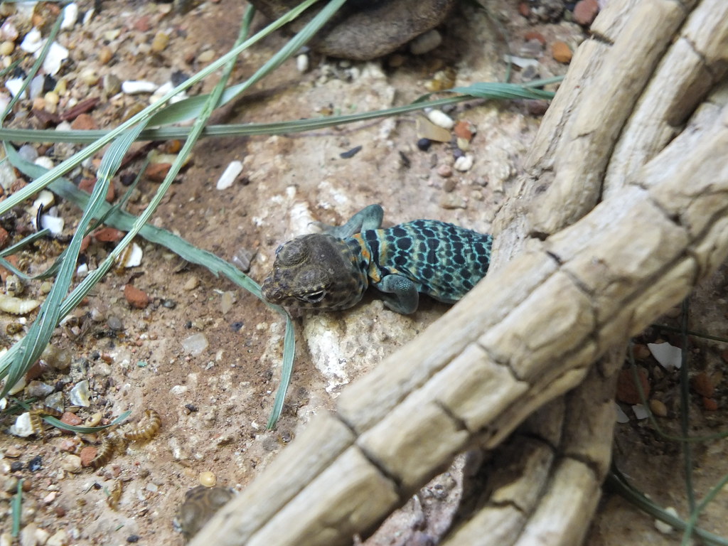 the first day yellow headed collared Lizard, Goldkopf Ha