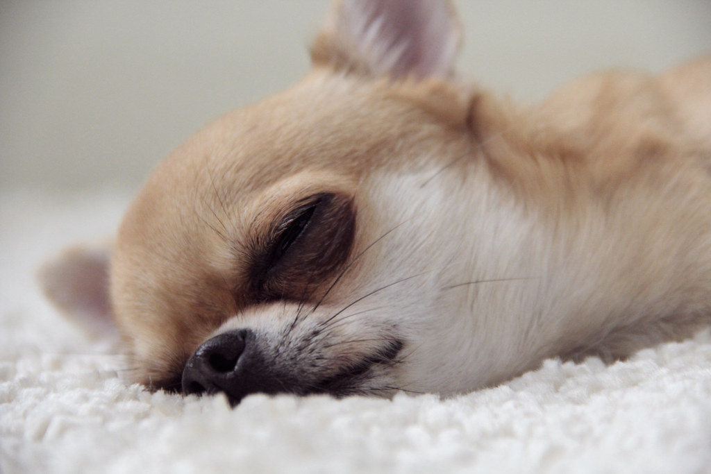 Der Chihuahua eine Qualzucht? — Flausch & Wissenschaft