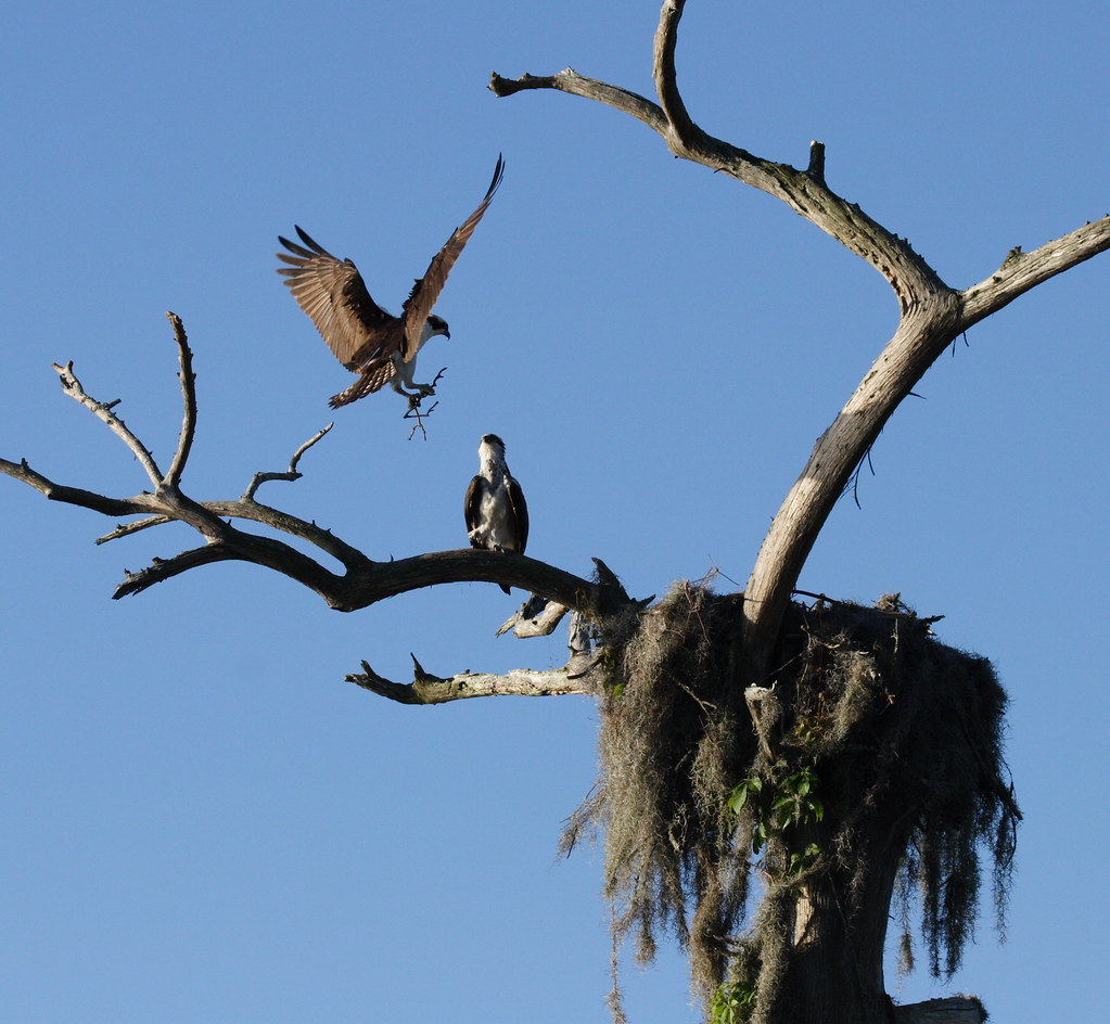 Osprey landing in the nest Author Tibor Duliskovich dr.. … Flickr