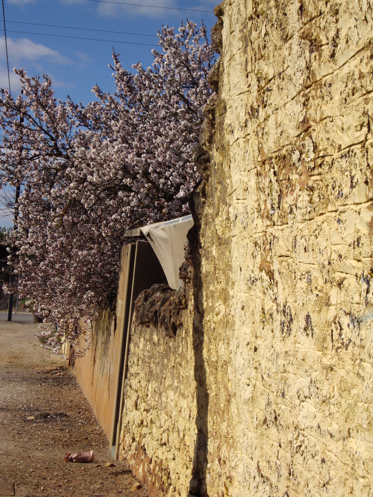 Almond blossoms and wall in Marrabel in the mid North of S… Flickr