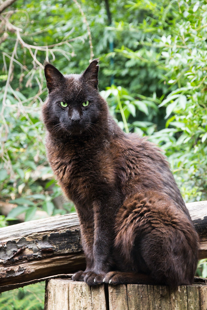 jungle cat A pic from the male black jungle cat also known… Flickr