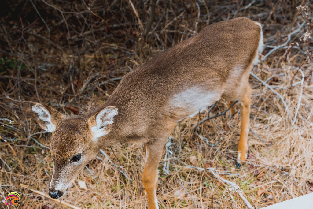 Baby Deer A baby deer is called a fawn. This is especially… Flickr