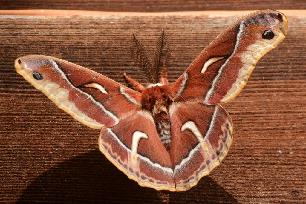 Ceanothus Silk Moth (Hyalophora euryalus, Saturniinae) Flickr