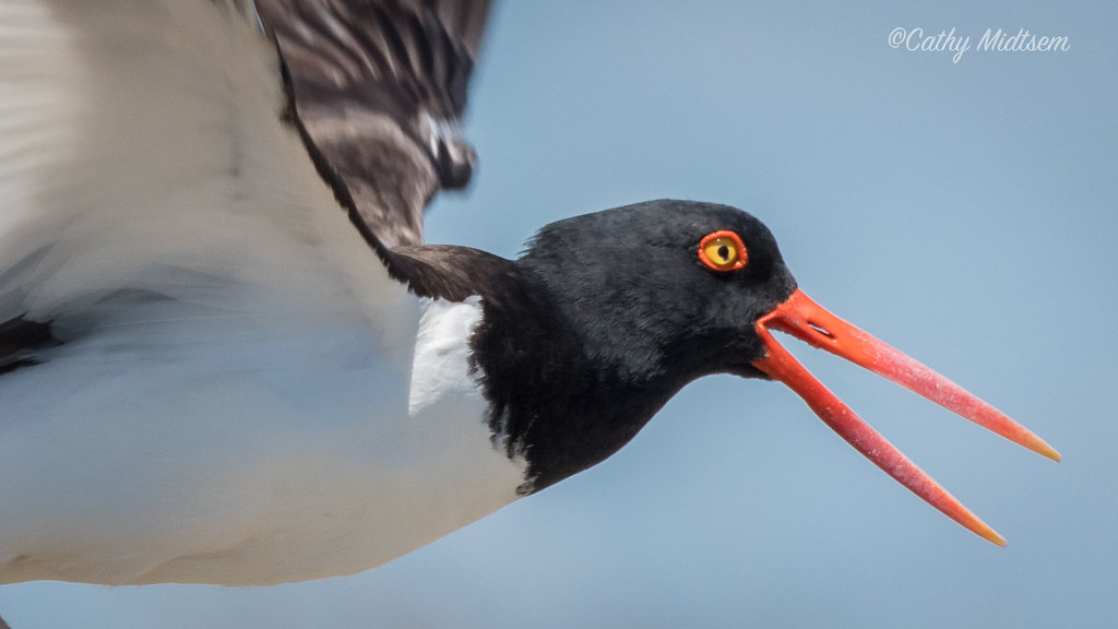 American OystercatcherHead Shot Cathy Midtsem Flickr