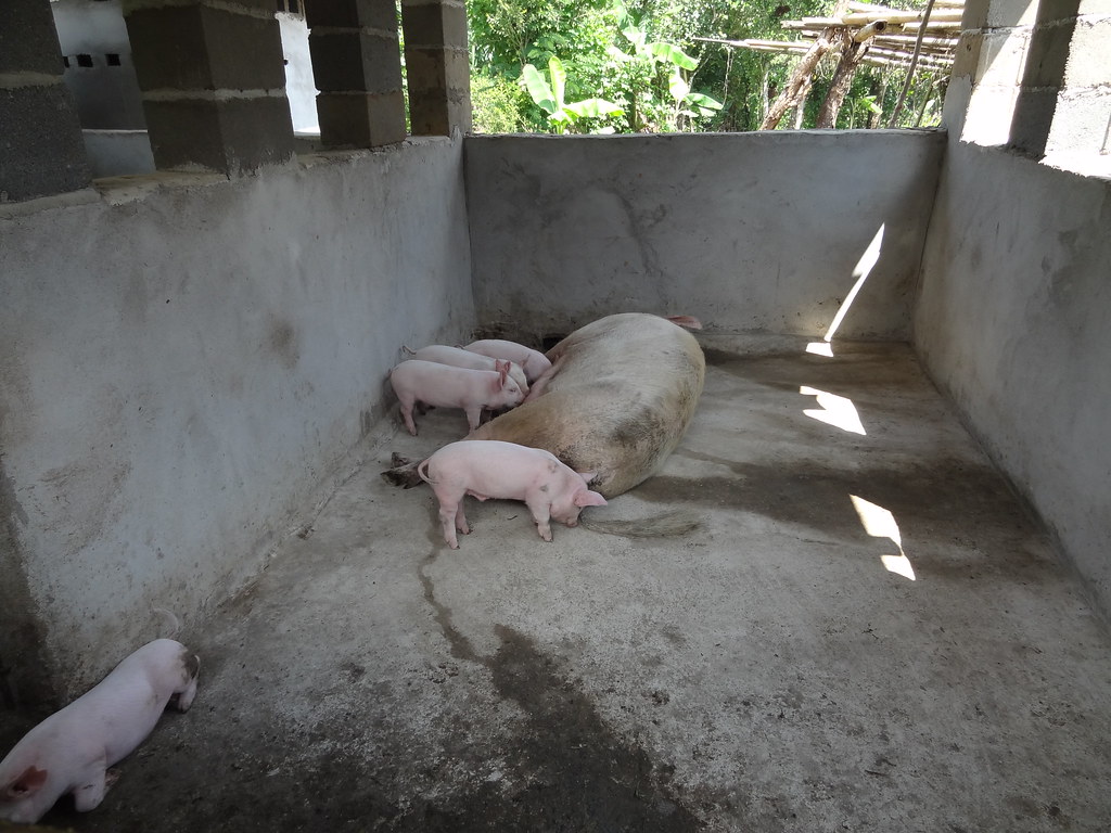 new pig pen.1 The new pig pens are easier to keep clean an… Flickr