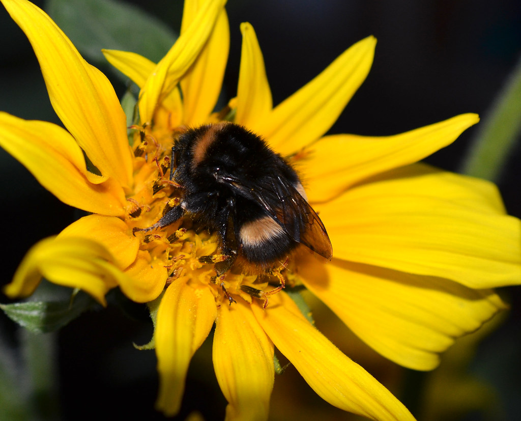 Bee asleep on a sunflower In my back garden Jill Johnson Flickr