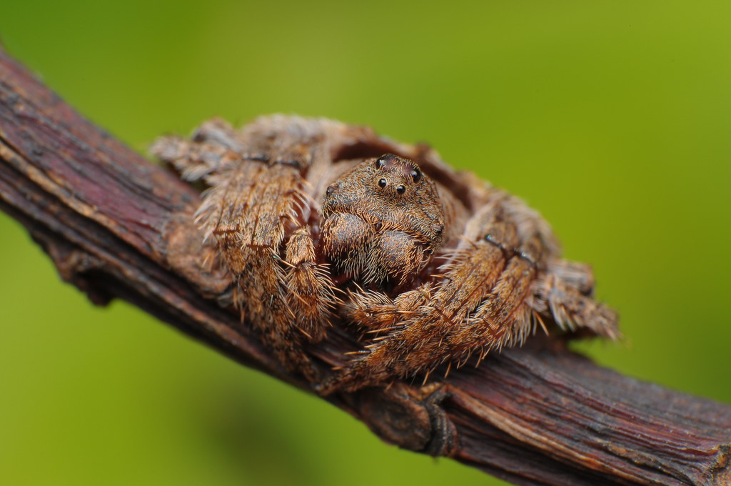 Wrap Around Spider Walking dlaczegoakuratmy
