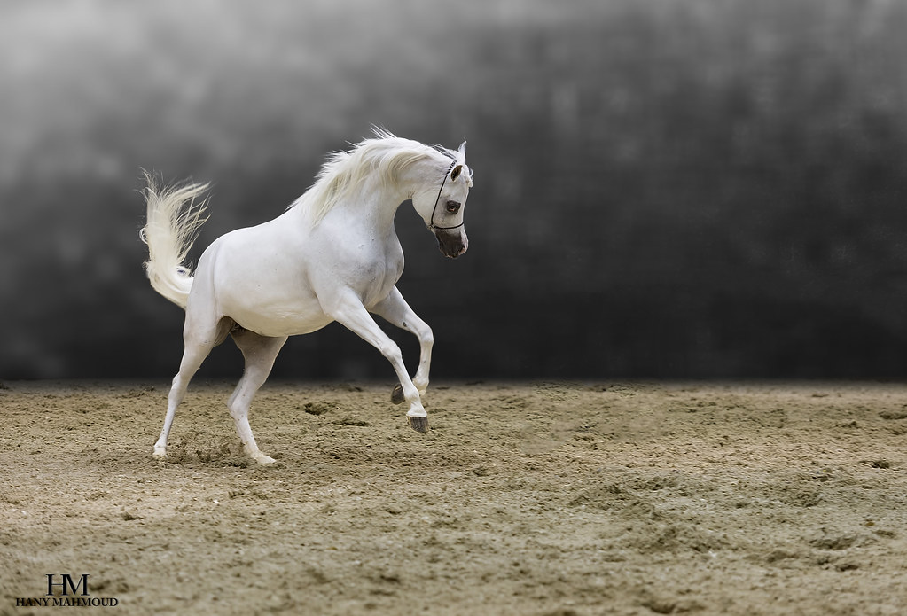 Beauty of Arabian Horses Captured during Dubai Internation… Flickr