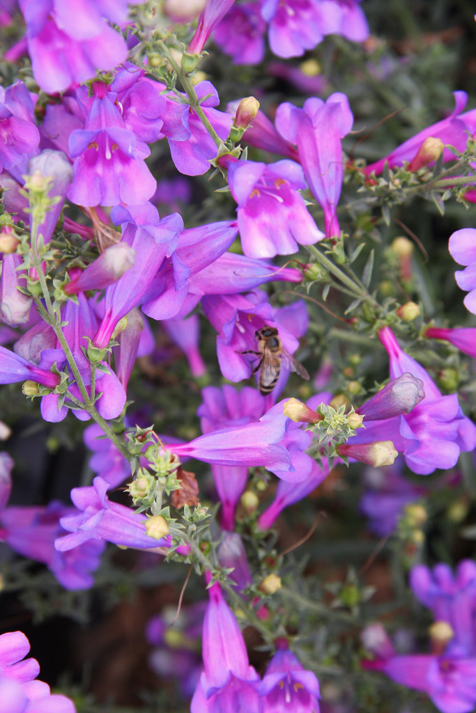 Penstemon heterophyllus 'Margarita BOP' Stock MG00759 Melissa