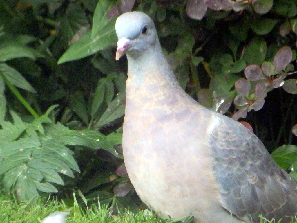 Young female Wood Pigeon Cardedfolderol Flickr