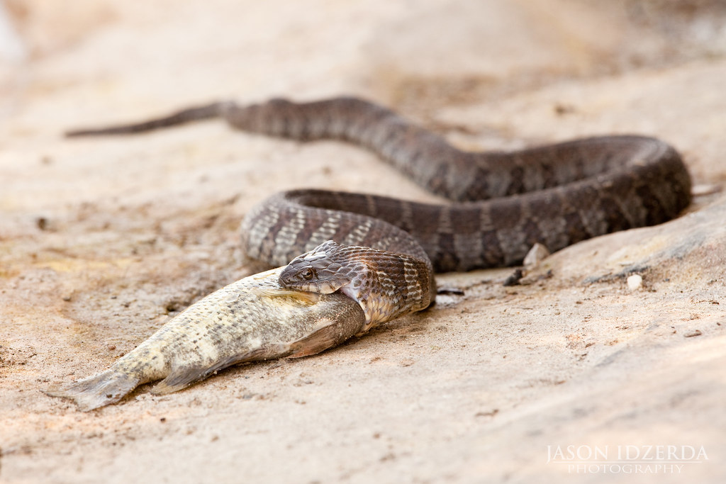 Northern Water Snake with a Meal On the Saturday morning o… Flickr