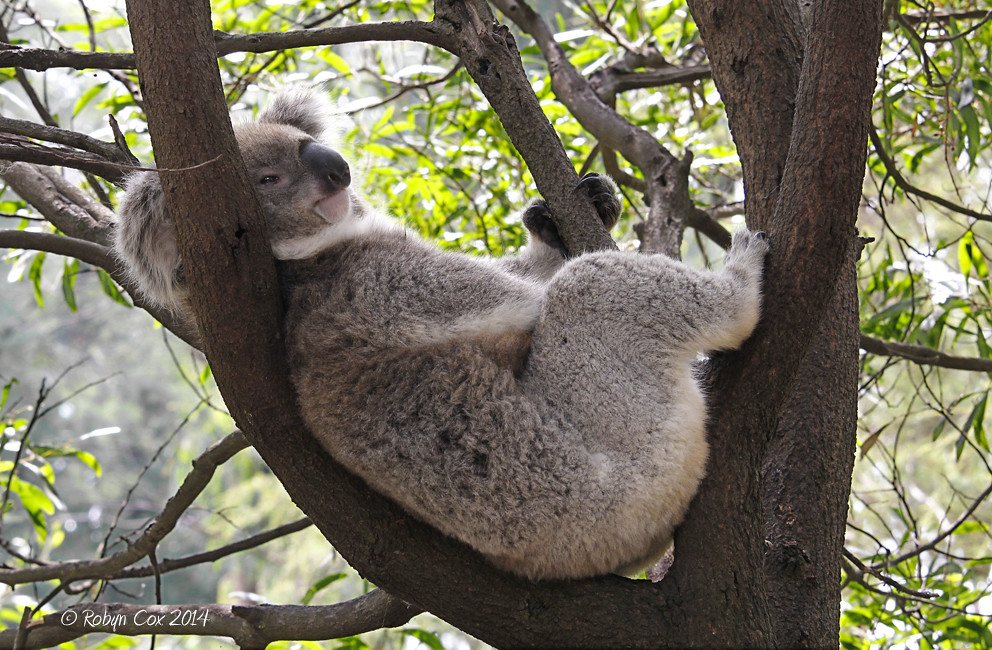 Pet koalas? Bridging the gap between humans and animals in the name of