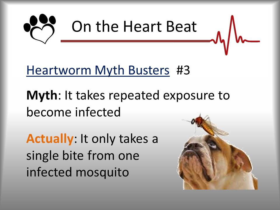 HWorm Slide6 Woodbury Animal Hospital Flickr