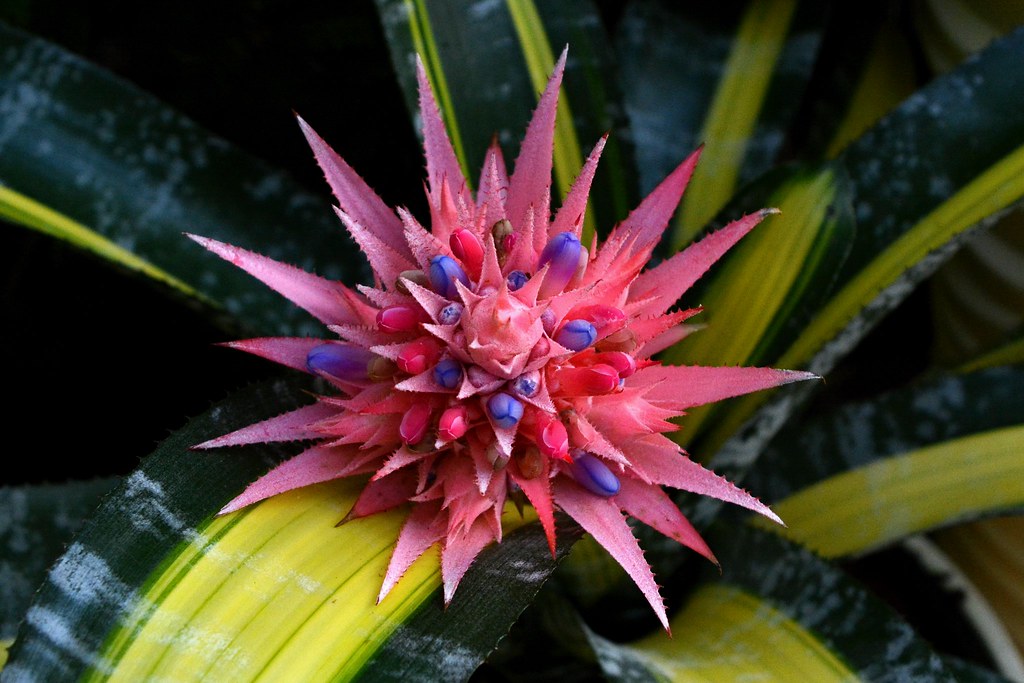 Flower Klára Pertlová Flickr