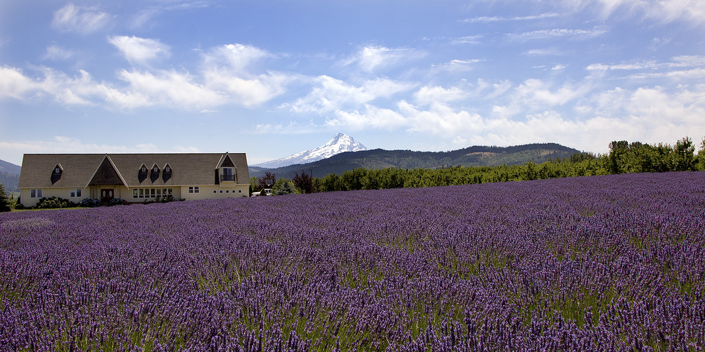 Hood River Lavender Farm Hood River Lavender Farm, Hood Ri… Flickr