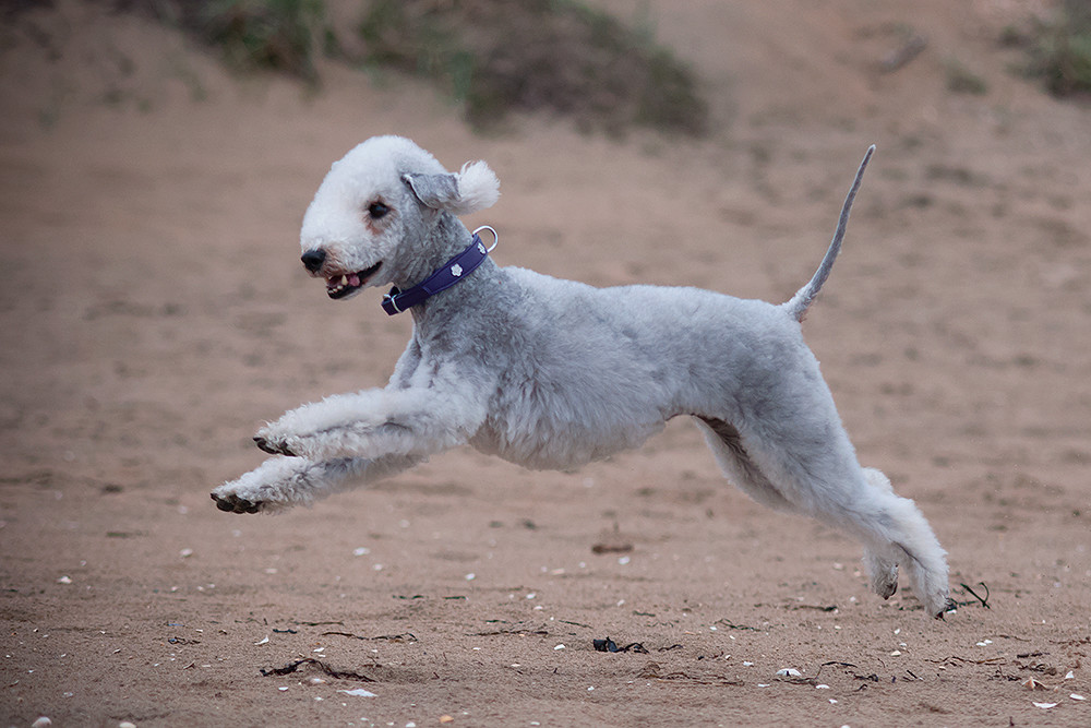 Bedlington Terrier beddiz Flickr