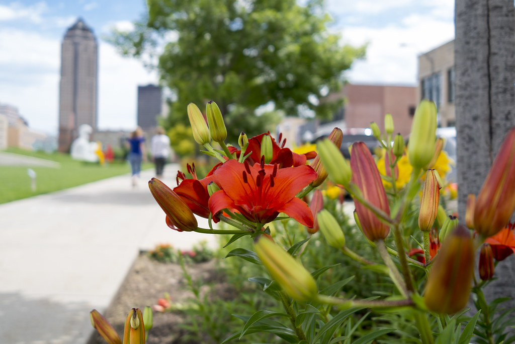 A Flower Grows in Des Moines Flowers blooming and about to… Flickr