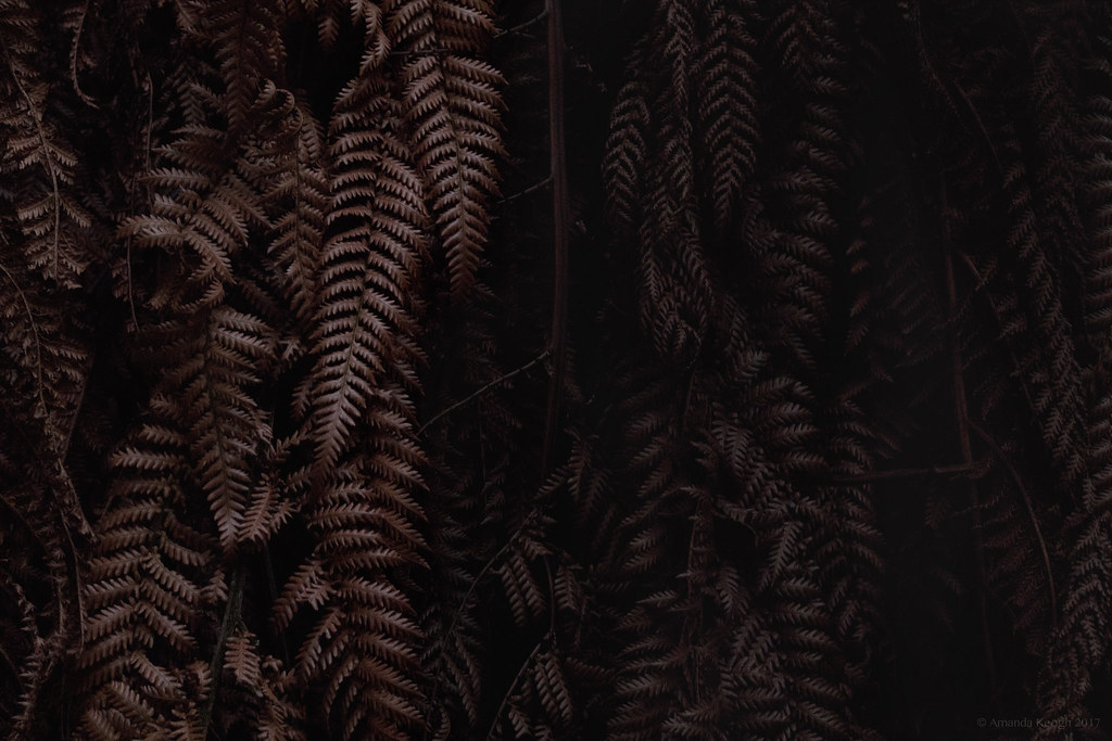 Brown Things In Nature