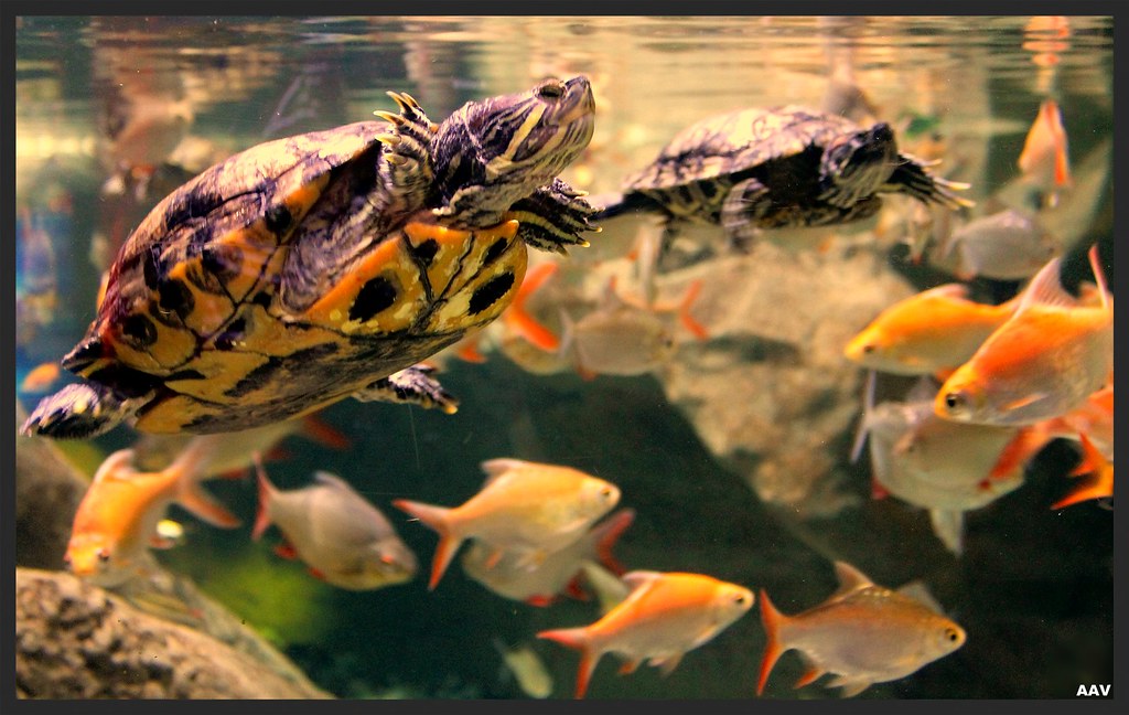 Turtles at Dubai Mall Ashish Verma Flickr