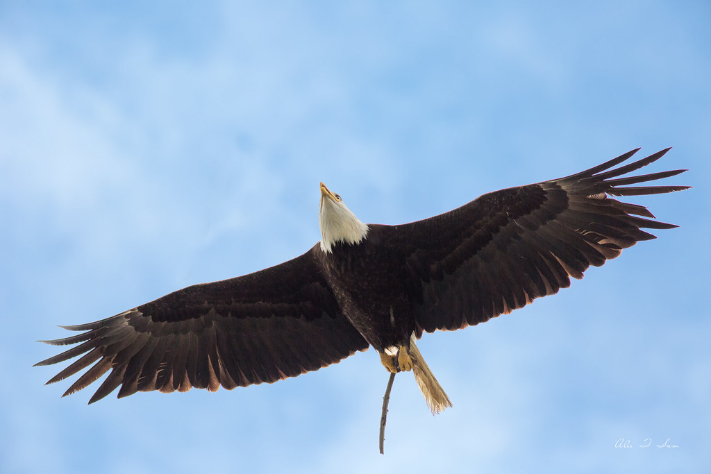 Bald Eagle carry stick for nest building Bald Eagle carryi… Flickr