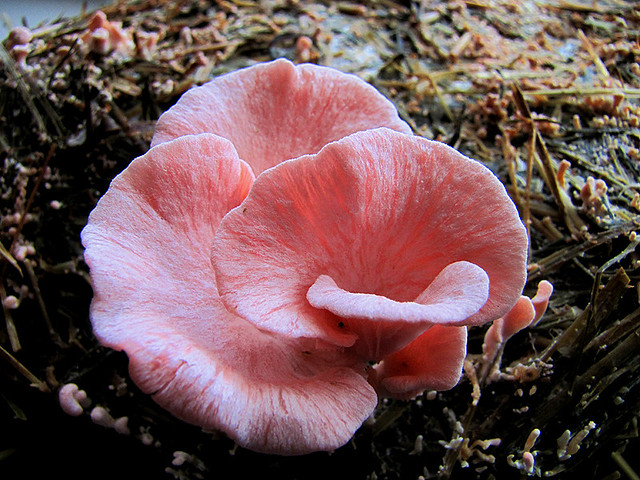 Cogumelo Shimeji Salmão c/ 3 dias Mushroom (Pleurotus … Flickr