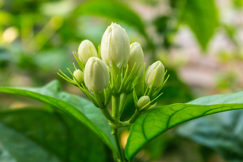 Madurai Malligai Jasmine flower bud seen Madurai Thangaraj