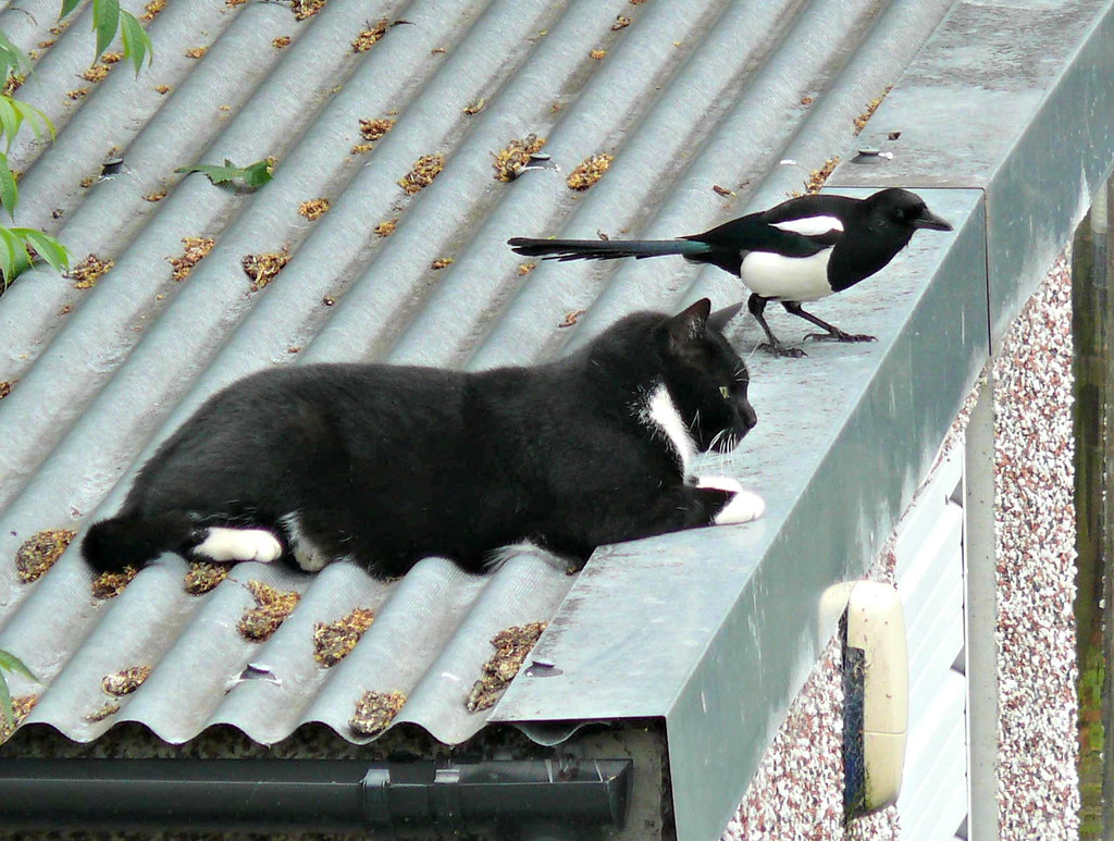 Cat and magpie ignoring each other The cat was too close t… Flickr