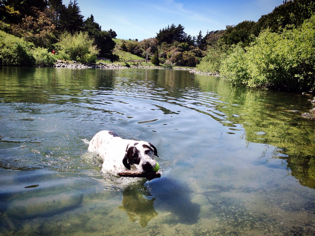 Pond Dog Hope fetching both a tennis ball and a stick, doi… Flickr