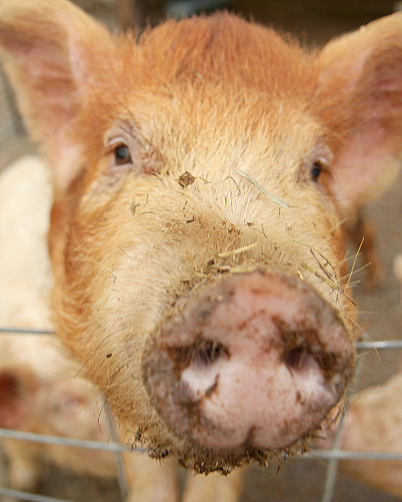 Stillman Farm Hardwick MA Stillman farm Hardwick MA Flickr