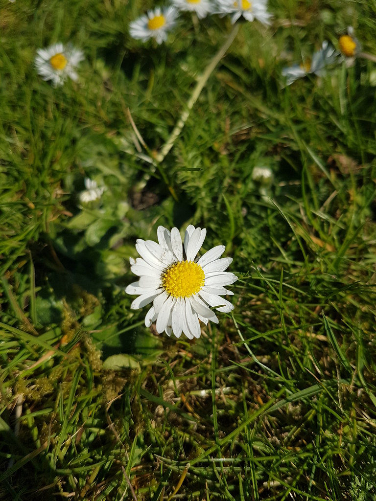 Daisy flower A daisy in the field at Morden Hall Stuart Stalley