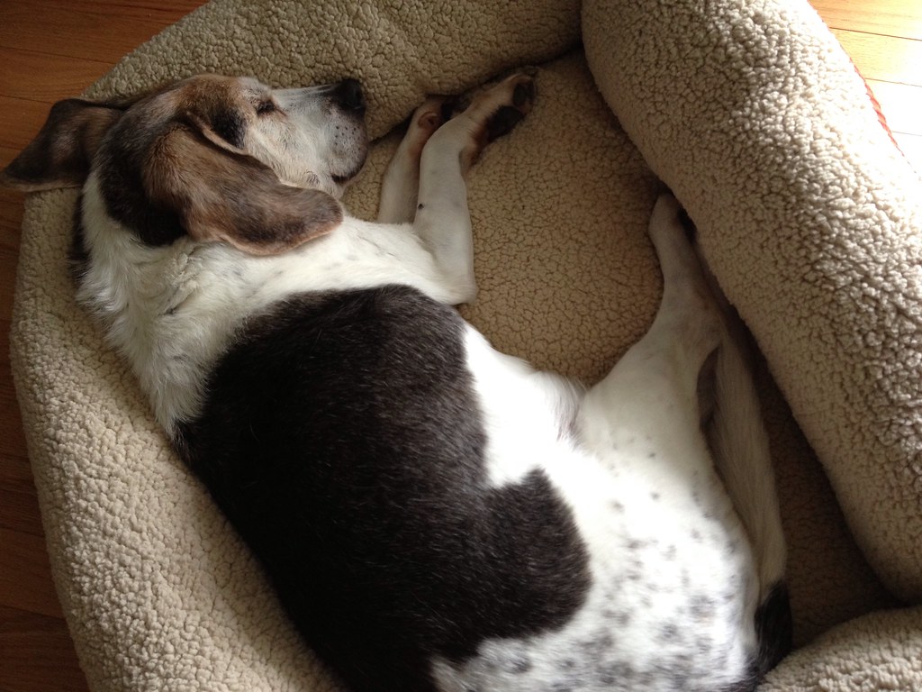 Petmate Aspen Pet SelfWarming Bed product review Petmate … Flickr