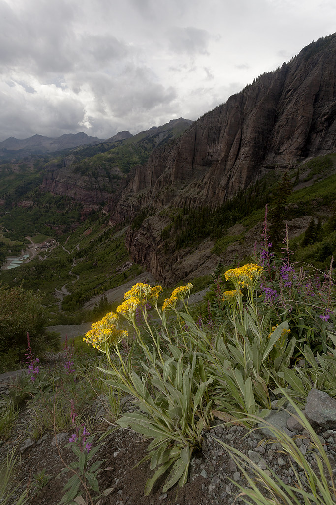 Telluride Wildflowers With a view of the Telluride valley.… Flickr
