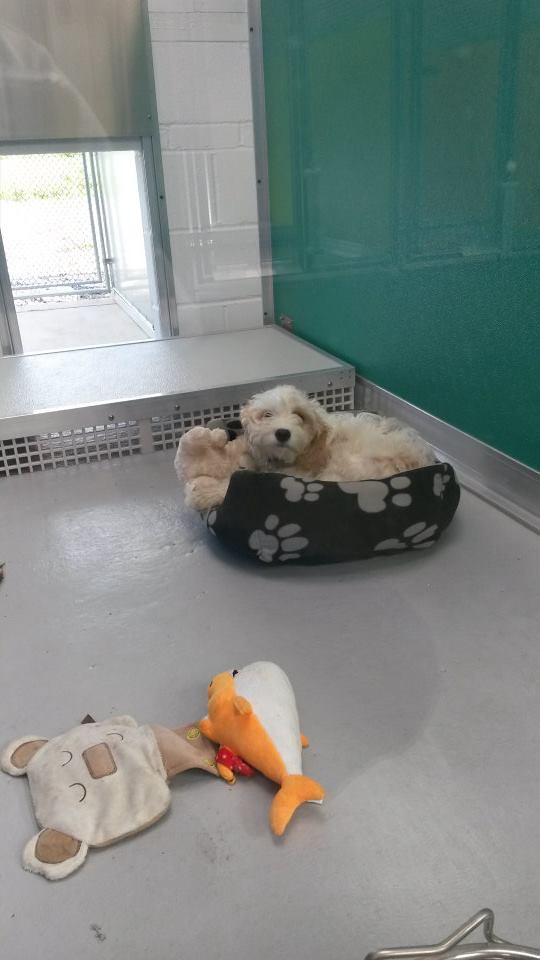 FB15 DOG KENNELS MANCHESTER Boarding Kennels Lancashire Flickr