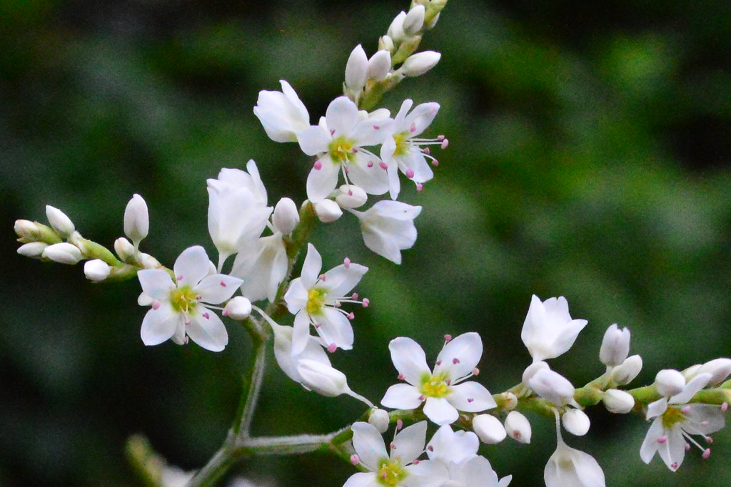 Fagopyrum dibotrys Perennial Buckwheat ( बन फापर)_ Flickr