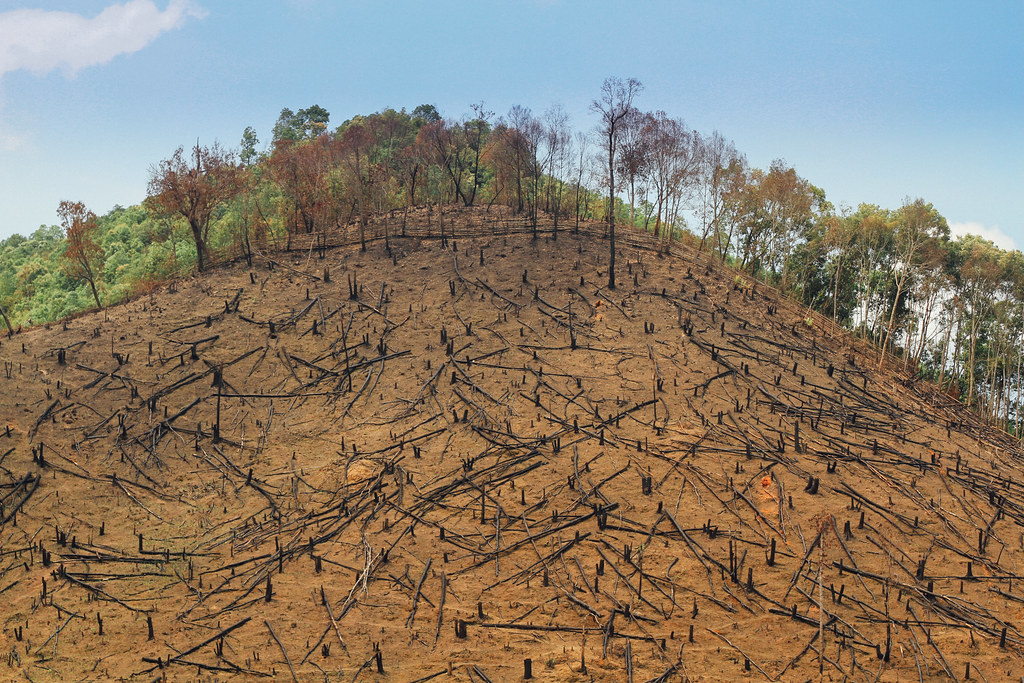 Fallen Trees After Forest Fire, Pang Hoc Laos Taken at Lat… Flickr