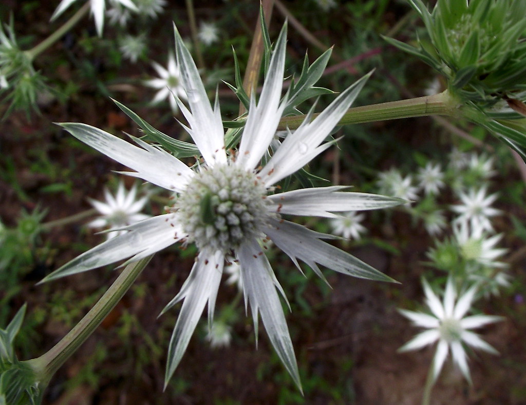 Eryngium heterophyllum.Rio C. 9.11. 003_2. foto de Barbara… Flickr