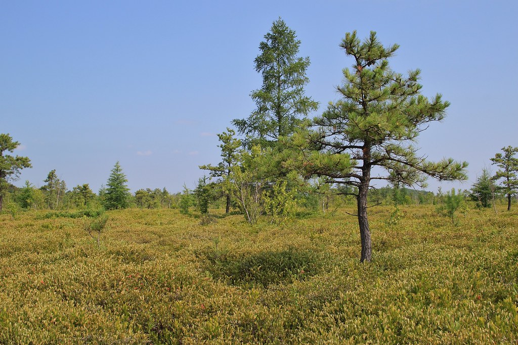 Maquam Bog Maquam Bog at Missisquoi National Wildlife Refu… Flickr