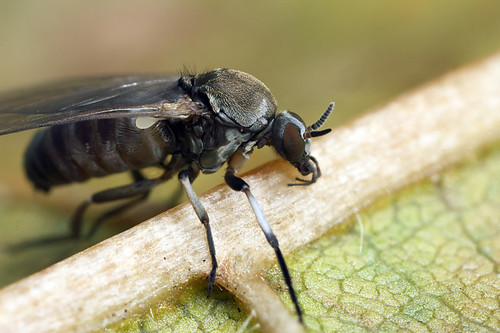 Black biting fly Simuliidae 3 Black biting fly Simuli… Flickr