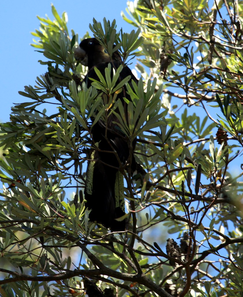 Yellowtailed Black Cockatoo Jervis Bay NP The Yellowtail… Flickr