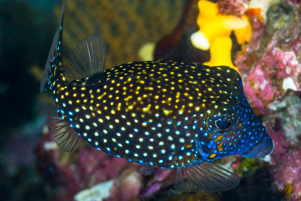 Spotted Boxfish, transitioning phase Ostracion meleagris… Flickr