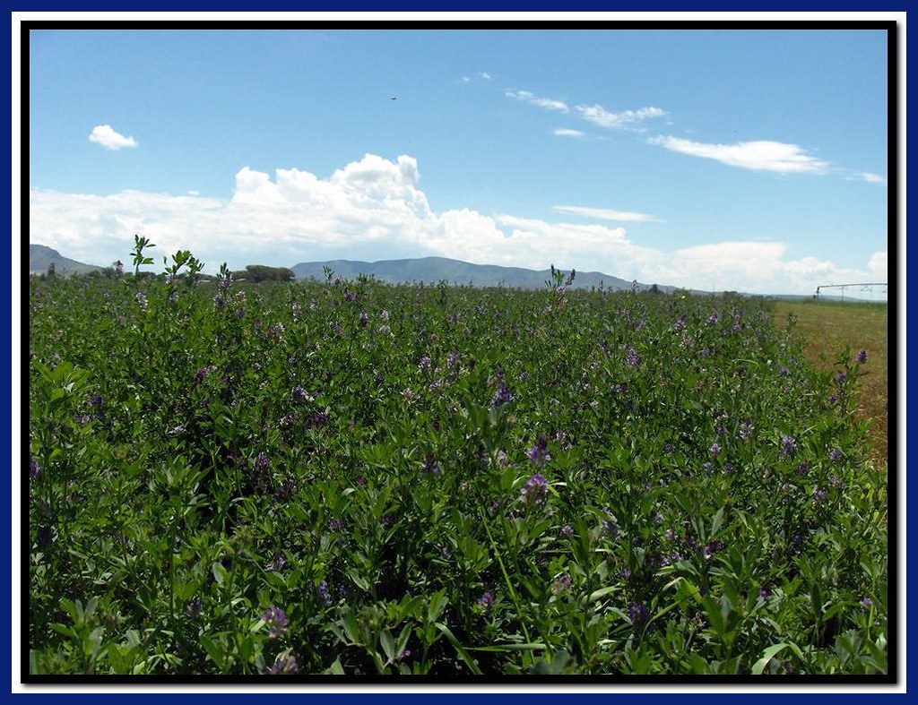 Alfalfa growth starting Fields of alfalfa that have starte… Flickr