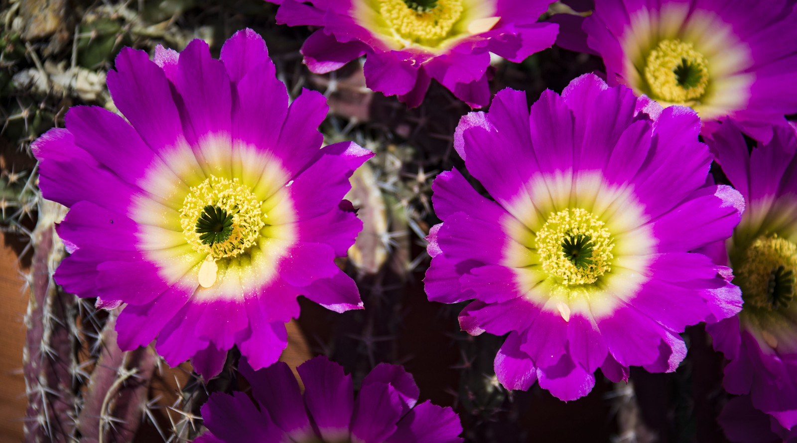 Desert Flowers Summer 2017 Flickr
