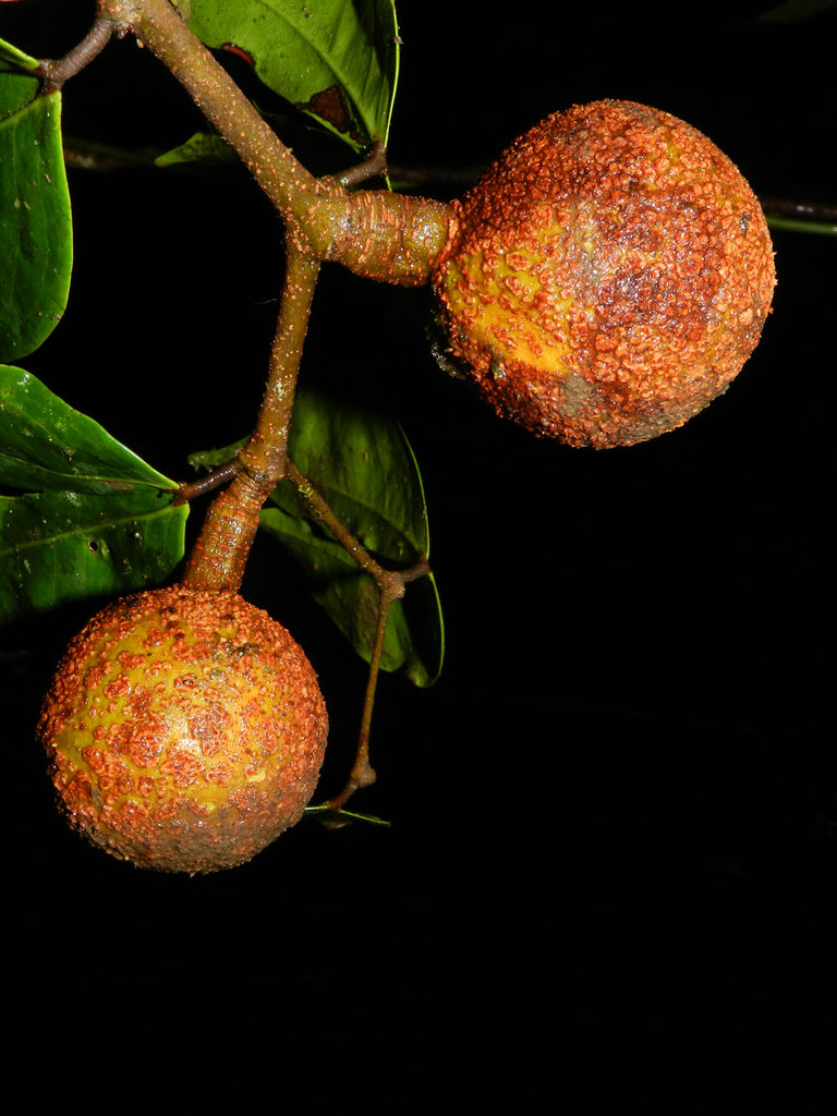 Cynometra retusa (Donn. Sm.) Rose Vascular Plants of the O… Flickr