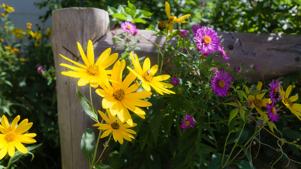 Late Summer Flowers; Waterville, Maine Haven't posted many… Flickr
