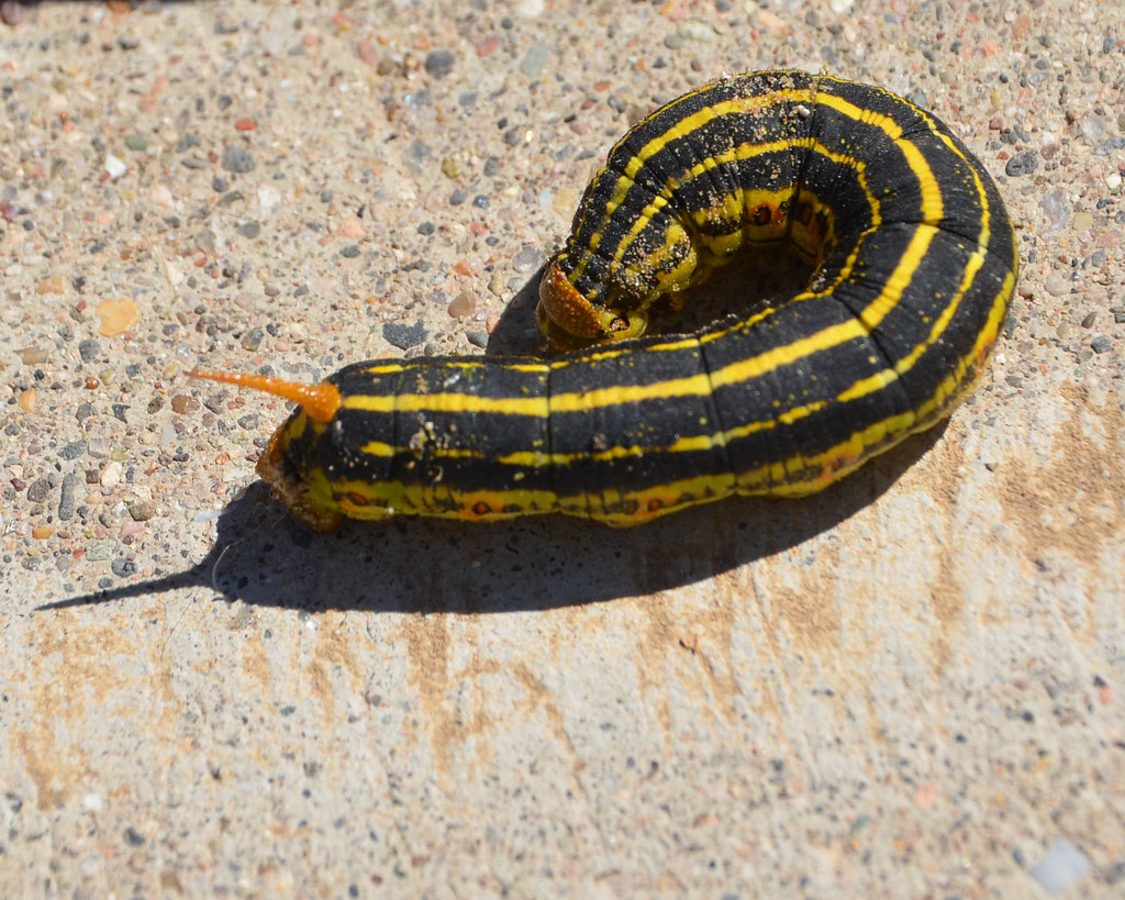 Caterpillar, black with yellow stripes Monceau Flickr